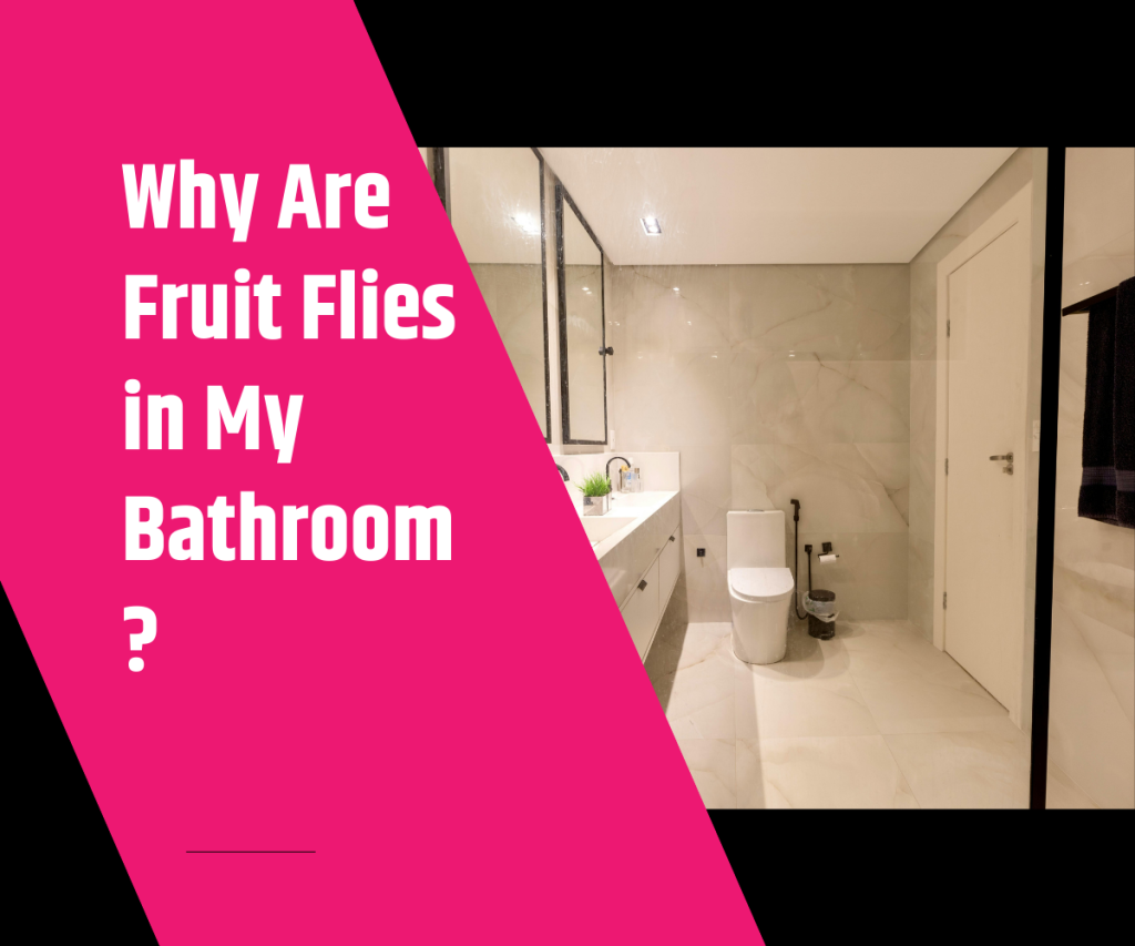 Why Are Fruit Flies in My Bathroom