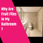 Why Are Fruit Flies in My Bathroom Why Are Fruit Flies in My Bathroom
